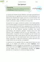 Vorschau - Arbeitsblätter - Spermien und Eizellen | Keimzellen | Partnerpuzzle - Deckblatt