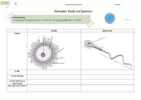 Vorschau - Arbeitsblätter - Spermien und Eizellen | Keimzellen | Partnerpuzzle - Seite 3