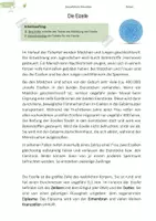 Vorschau - Arbeitsblätter - Spermien und Eizellen | Keimzellen | Partnerpuzzle - Seite 1