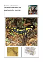 Vorschau - Arbeitsblätter - Der Feuersalamander – Ein geheimnisvolles Nachttier - Deckblatt