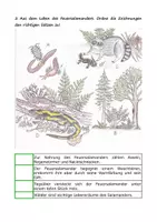 Vorschau - Arbeitsblätter - Der Feuersalamander – Ein geheimnisvolles Nachttier - Seite 3