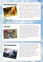 Vorschau - Arbeitsblätter - Wintertiere im Wald: Lesetexte zum ausschneiden - Seite 2