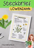 Vorschau - Arbeitsblätter - Steckbrief Löwenzahn Pflanzenkunde Wildpflanzen - Seite 1