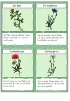 Vorschau - Arbeitsblätter - Wiesenpflanzen: Infokarten und Heftchen - Seite 2