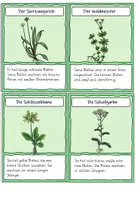 Vorschau - Arbeitsblätter - Wiesenpflanzen: Infokarten und Heftchen - Seite 3