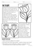 Vorschau - Arbeitsblätter - Mini-Wissen - Die Tulpe (Klasse 1/2) - Seite 1