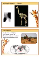Vorschau - Stationenlernen - Giraffe - Kartei für die Freiarbeit - Informationskarten - Wissenskartei - Seite 3