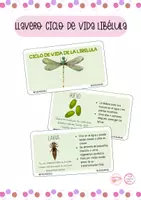 Vista previa - Tarjetas / Manipulativos - LLAVERO CICLO DE VIDA DE LA LIBÉLULA - Material colaborativo - Portada