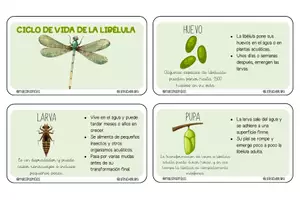 Vista previa - Tarjetas / Manipulativos - LLAVERO CICLO DE VIDA DE LA LIBÉLULA - Material colaborativo - página 1