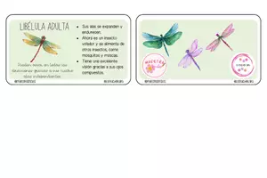 Vista previa - Tarjetas / Manipulativos - LLAVERO CICLO DE VIDA DE LA LIBÉLULA - Material colaborativo - página 2