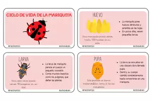 Vista previa - Tarjetas / Manipulativos - LLAVERO CICLO DE VIDA DE LA MARIQUITA - Material colaborativo - página 1