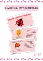 Vista previa - Tarjetas / Manipulativos - LLAVERO CICLO DE VIDA DE LA MARIQUITA - Material colaborativo - Portada