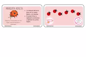 Vista previa - Tarjetas / Manipulativos - LLAVERO CICLO DE VIDA DE LA MARIQUITA - Material colaborativo - página 2