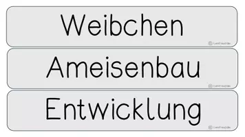 Vorschau - Präsentationen/Tafelbilder - Ameisen Tafelmaterial - Seite 2