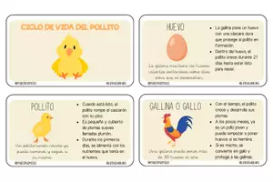 Vista previa - Tarjetas / Manipulativos - LLAVERO CICLO DE VIDA DEL POLLITO - Material colaborativo - página 1