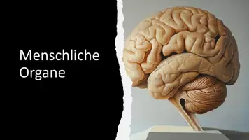 Vorschau - Präsentationen/Tafelbilder - Präsentation: Organe des Menschen - Herz, Lunge, Nieren & Gehirn - Deckblatt