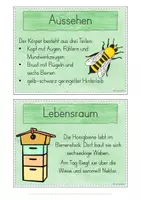 Vorschau - Stationenlernen - Biene Honig Wissenskartei - Seite 3
