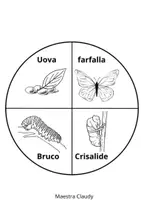 anteprima - Altro tipo di materiale - Ciclo di vita della farfalla - Pagina di copertina