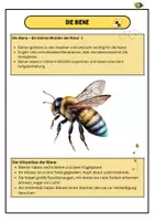 Vorschau - Unterrichtsreihen - Die Biene, Themenheft zu „Wirbellose Tiere“ - Seite 1