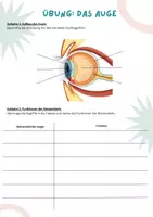 Vorschau - Arbeitsblätter - Aufbau des Auges und Funktionen der Strukturen (inkl. interaktivem Quiz) - Seite 1