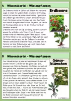 Vorschau - Arbeitsblätter - Wiesenpflanzen - Wissenskartei, Steckbriefe und Fadenspiel - Seite 3