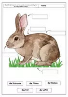 Vorschau - Poster - Der Hase Tafelmaterial | Legekreis Hase - Seite 2