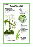 Vorschau - Arbeitsblätter - Steckbrief Waldmeister | Grundschule und Realschule - Seite 2