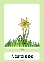Vorschau - Arbeitsblätter - Frühblüher: Bekannte Frühblüher - Seite 3