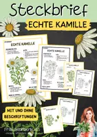Vorschau - Arbeitsblätter - Steckbrief Echte Kamille für Grundschule & Realschule - Deckblatt