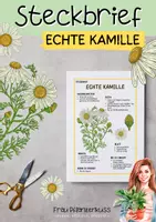 Vorschau - Arbeitsblätter - Steckbrief Echte Kamille für Grundschule & Realschule - Seite 1