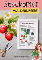Vorschau - Arbeitsblätter - Steckbrief Walderdbeere Grundschule ab 3. Klasse - Seite 1