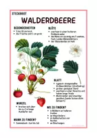 Vorschau - Arbeitsblätter - Steckbrief Walderdbeere Grundschule ab 3. Klasse - Seite 2