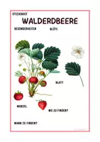 Vorschau - Arbeitsblätter - Steckbrief Walderdbeere Grundschule ab 3. Klasse - Seite 3