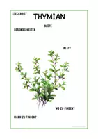 Vorschau - Arbeitsblätter - Steckbrief Thymian – Arbeitsblätter ab 3. Klasse - Seite 3