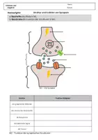 Vorschau - Arbeitsblätter - Struktur und Funktion der Synapse - Seite 1