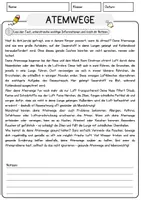 Vorschau - Arbeitsblätter - Atemwege Biologie Arbeitsblätter mit Lösungen Lesetext - Seite 1
