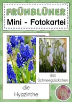 Vorschau - Bildkarten - Frühblüher - Mini - Fotokartei - Deckblatt