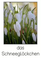 Vorschau - Bildkarten - Frühblüher - Mini - Fotokartei - Seite 1