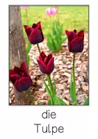 Vorschau - Bildkarten - Frühblüher - Mini - Fotokartei - Seite 2