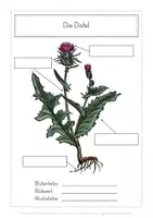 Vorschau - Arbeitsblätter - Herbarium Pflanzen Wiese - Seite 3