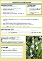 Vorschau - Arbeitsblätter - Entdecke das Schneeglöckchen – Der kleine Frühlingsbote - Seite 1
