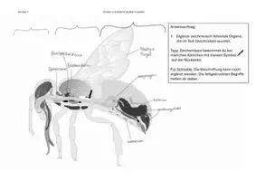 Vorschau - Arbeitsblätter - Innerer und äußerer Aufbau von Insekten am Beispiel der Biene - Seite 3