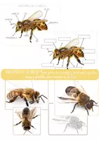 Vista previa - Refuerzo / NEE / Materiales de apoyo - ABEJAS: Características de las abejas. Diagramas y puzzles. - Portada