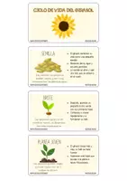 Vista previa - Hojas de trabajo - PACK SOBRE LAS PLANTAS - Material colaborativo - página 2