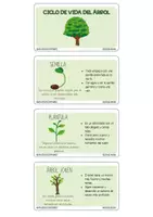 Vista previa - Tarjetas / Manipulativos - Llavero Ciclo de Vida del Árbol - Material colaborativo - página 1
