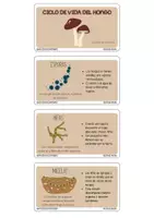 Vista previa - Tarjetas / Manipulativos - Llavero Ciclo de Vida de los Hongos - Material colaborativo - página 1