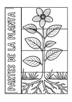 Vista previa - Tarjetas / Manipulativos - Partes de una planta -material colaborativo - página 1