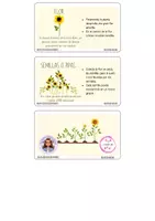 Vista previa - Tarjetas / Manipulativos - LLavero ciclo del girasol - material colaborativo - página 2