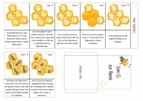 Vorschau - Unterrichtsreihen - Lapbook Biene - Seite 3