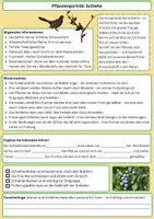 Vorschau - Arbeitsblätter - Die Schlehe – Dornige Blüte, starke Frucht - Seite 1